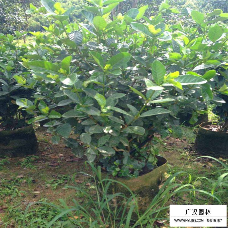 大葉梔子多少錢一棵(圖6)