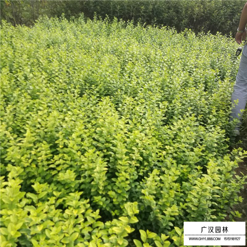 金葉女貞的基地在哪里？(圖1)