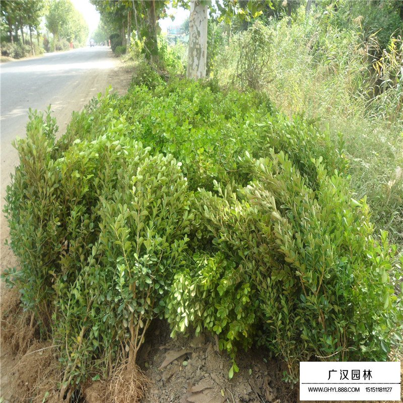 豆瓣黃楊和小葉黃楊有什么區別(圖1)