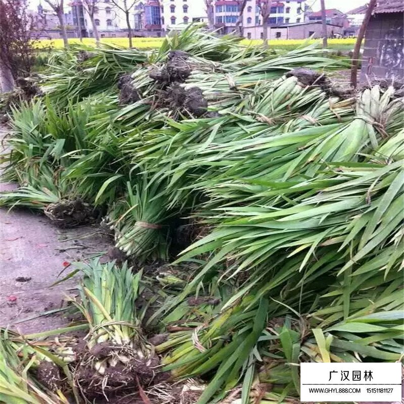 德國鳶尾哪里有賣的(圖1)