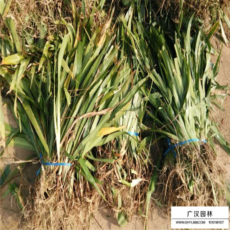 德國鳶尾哪里有賣的(圖2)