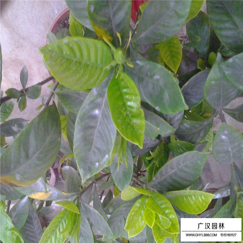 大葉梔子什么時候開花(圖2)