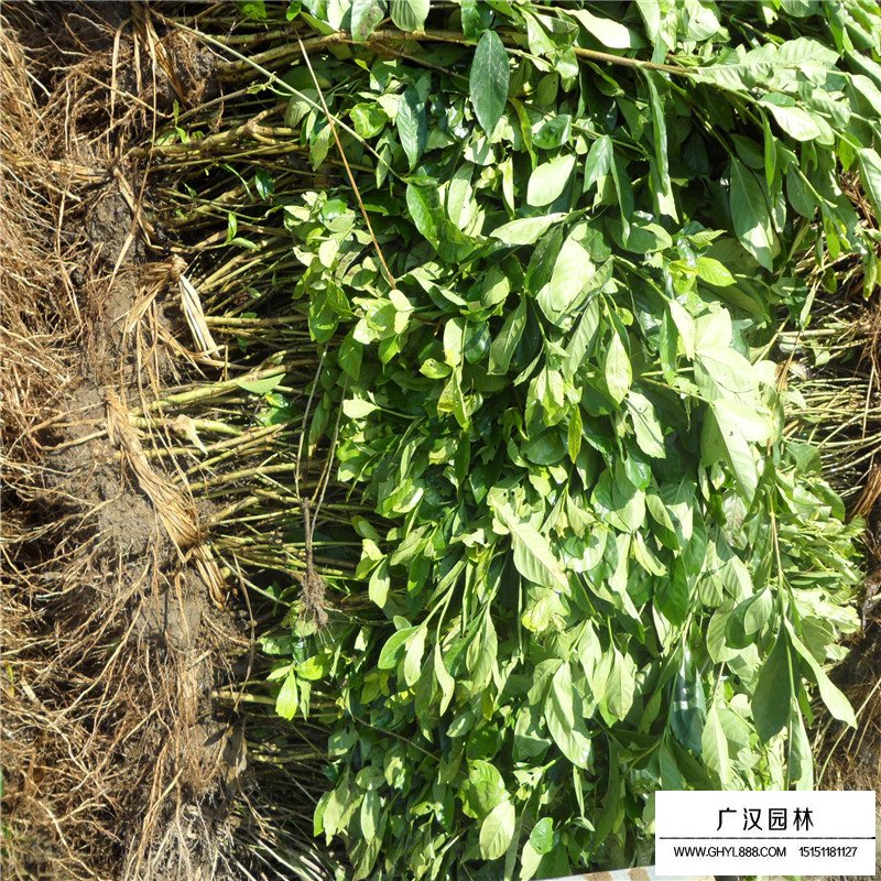 大葉梔子什么時候開花(圖4)