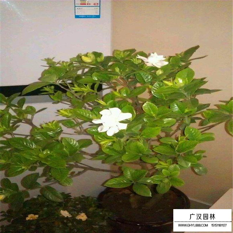 大葉梔子什么時候開花(圖5)