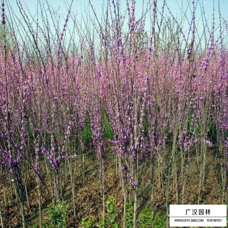 獨桿紫荊最新的價格表(圖4)