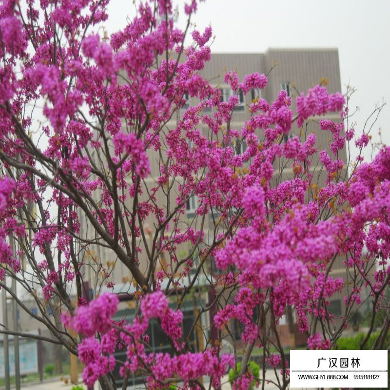 獨桿紫荊最新的價格表(圖5)