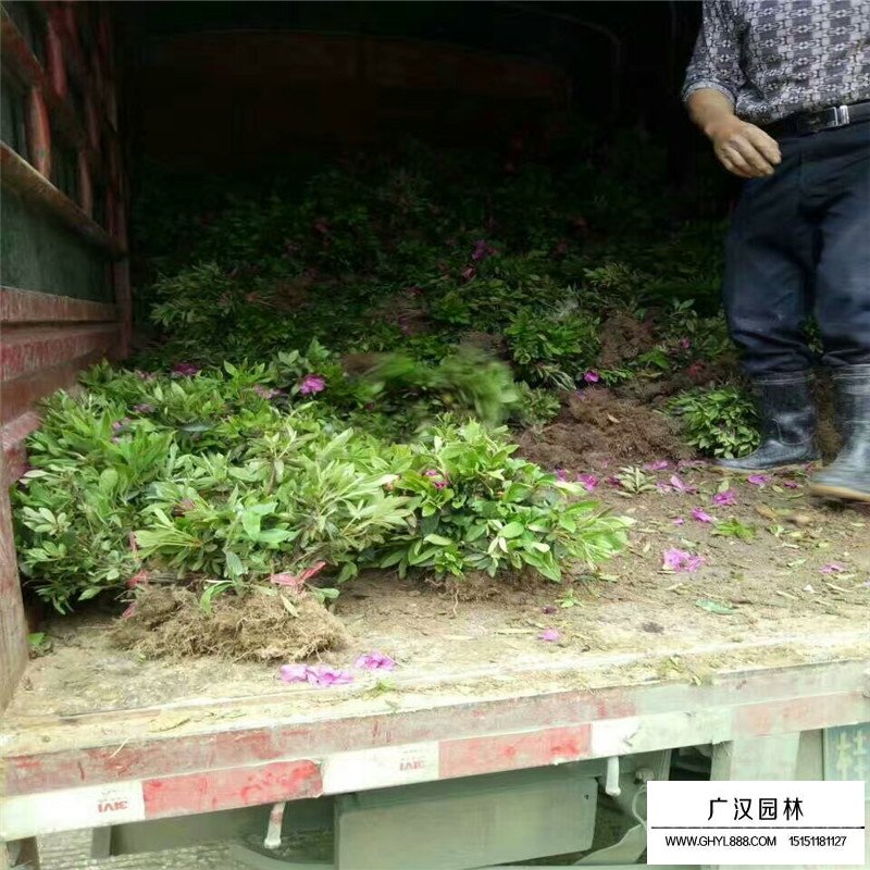杜鵑花的養殖方法和注意事項(圖7)