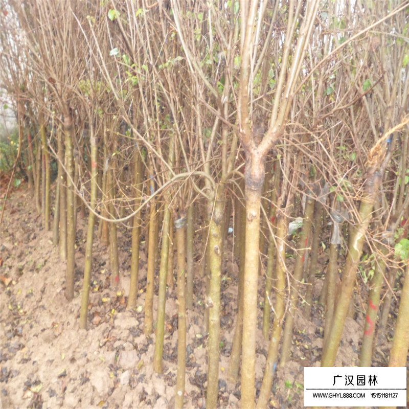 獨桿丁香的最新價格表(圖1)