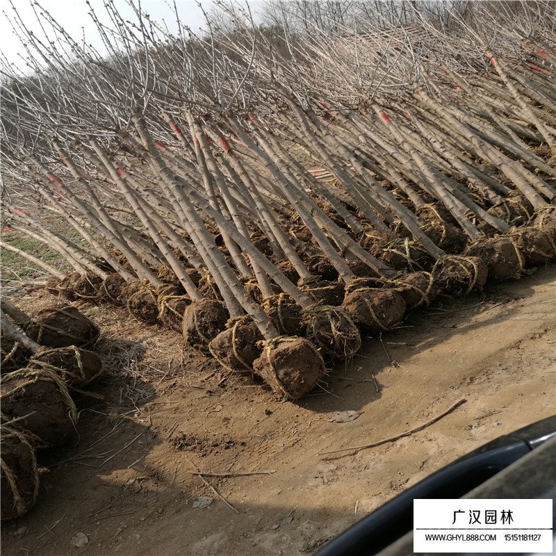 獨桿丁香的最新價格表(圖6)