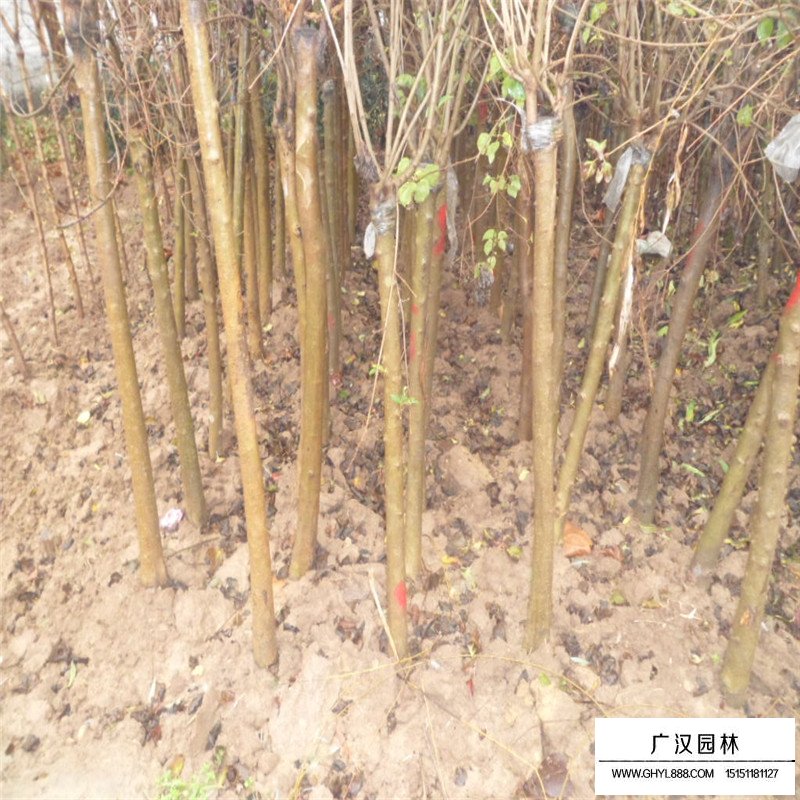 獨桿丁香的最新價格表(圖7)