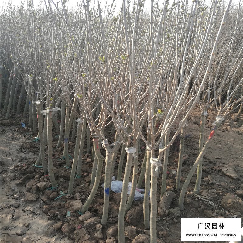 獨桿丁香的最新價格表(圖3)