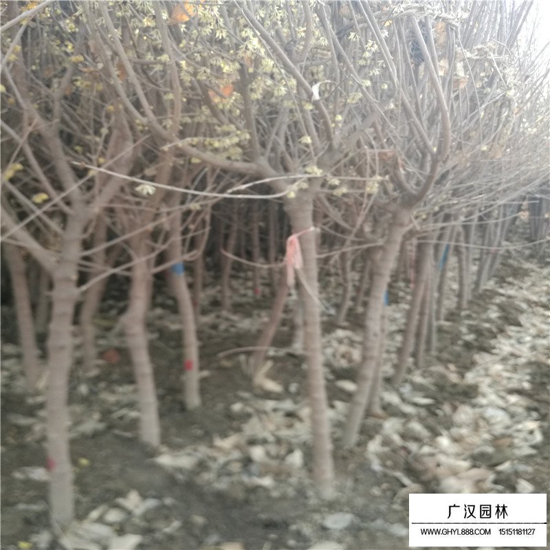 獨桿臘梅的價格是多少(圖1)