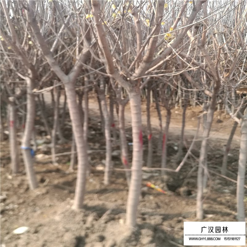 獨桿臘梅的價格是多少(圖2)