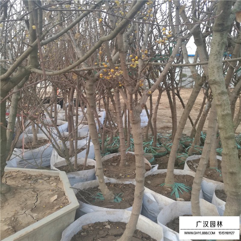 獨桿臘梅的價格是多少(圖3)