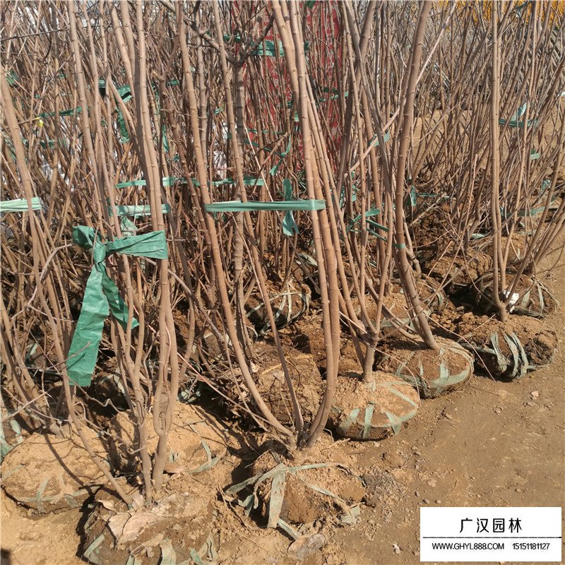 獨桿臘梅的價格是多少(圖4)