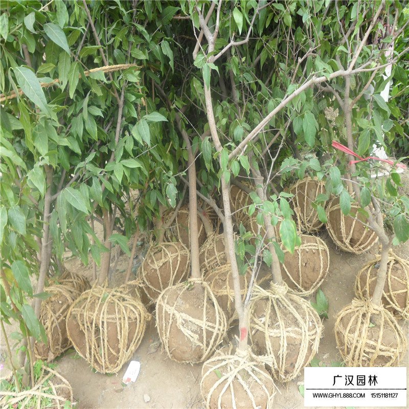 獨桿臘梅的價格是多少(圖5)