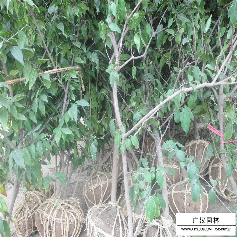 獨桿臘梅的價格是多少(圖6)