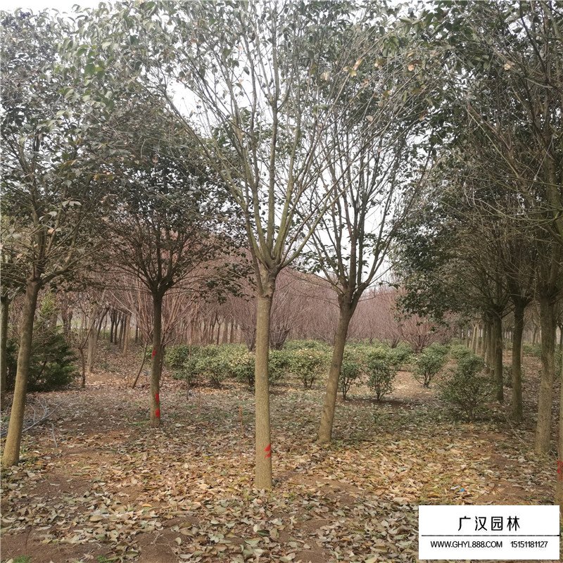獨桿女貞多少錢一棵(圖5)