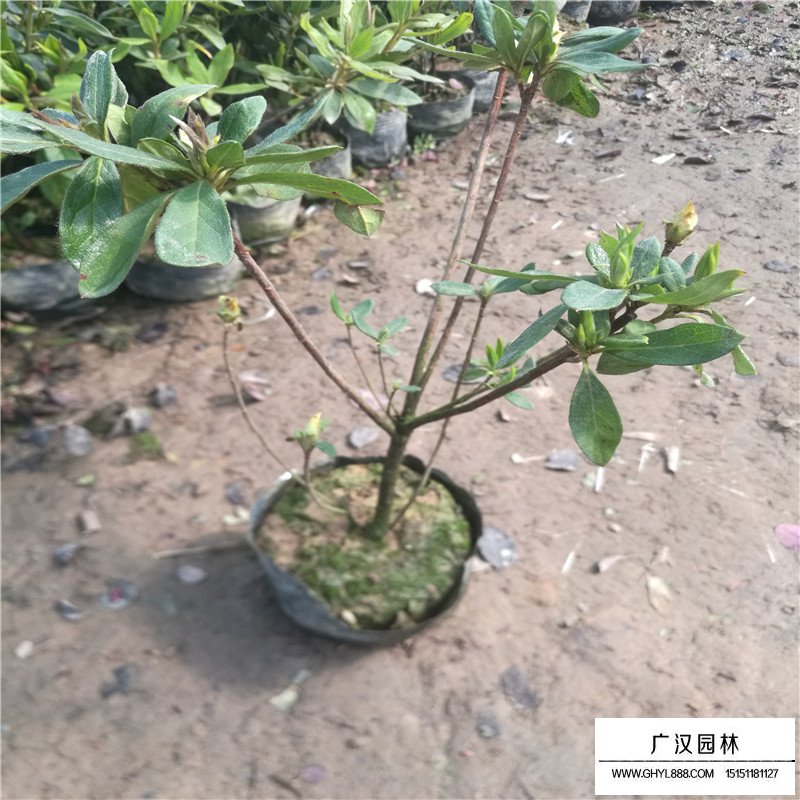 杜鵑花市場批發價格是多少(圖1)