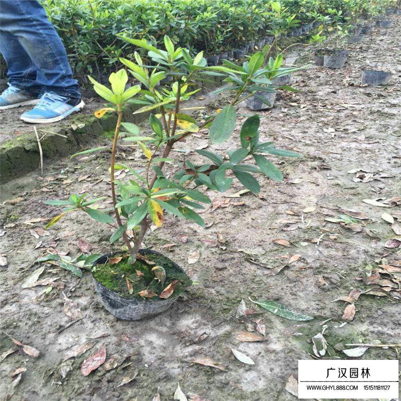 杜鵑花市場批發價格是多少(圖3)