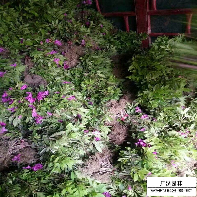 杜鵑花市場批發價格是多少(圖4)