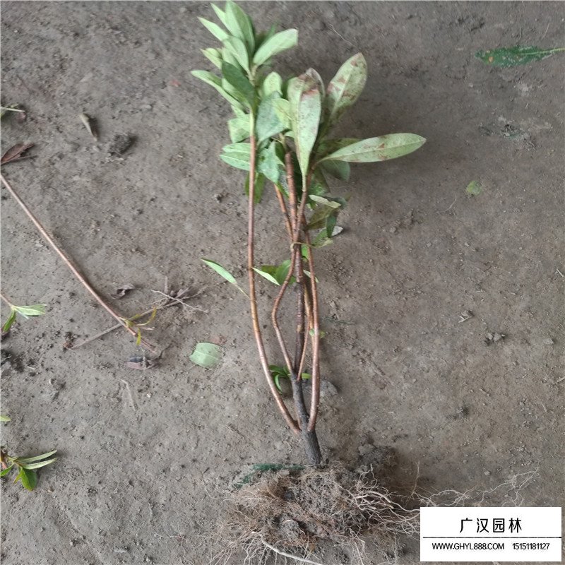 杜鵑花市場批發價格是多少(圖5)
