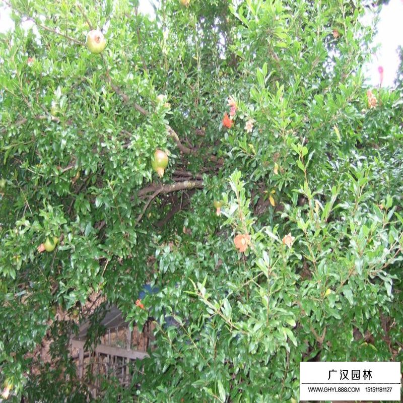 花石榴幾月份開花(圖1)