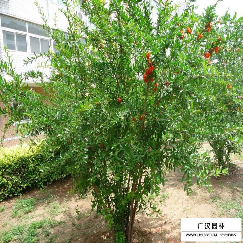 花石榴幾月份開花(圖4)