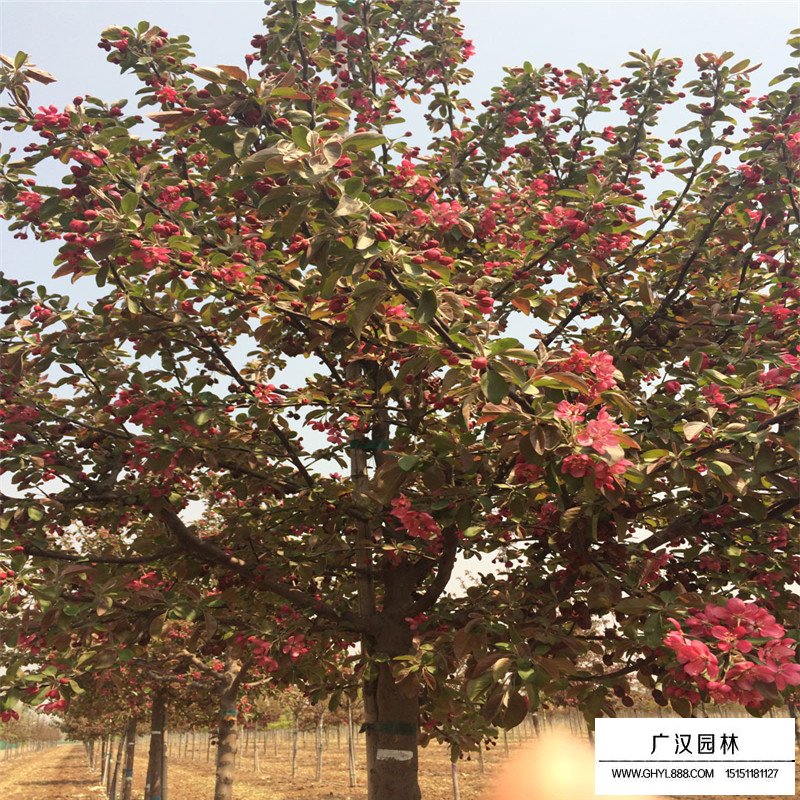 今年的北美海棠價格行情怎么樣(圖3)