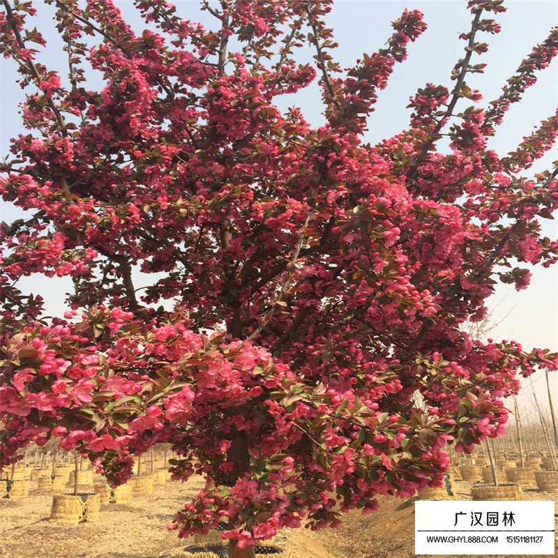 今年的北美海棠價格行情怎么樣(圖4)