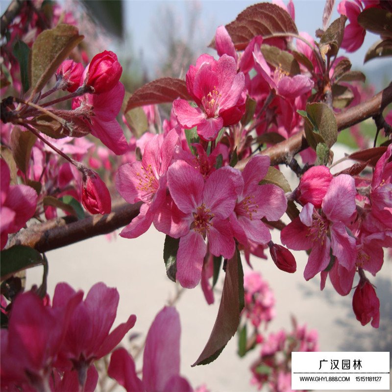 今年的北美海棠價格行情怎么樣(圖5)
