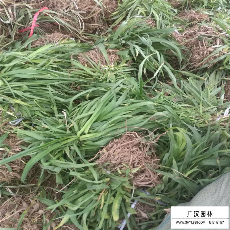 最新德國鳶尾的價格(圖3)