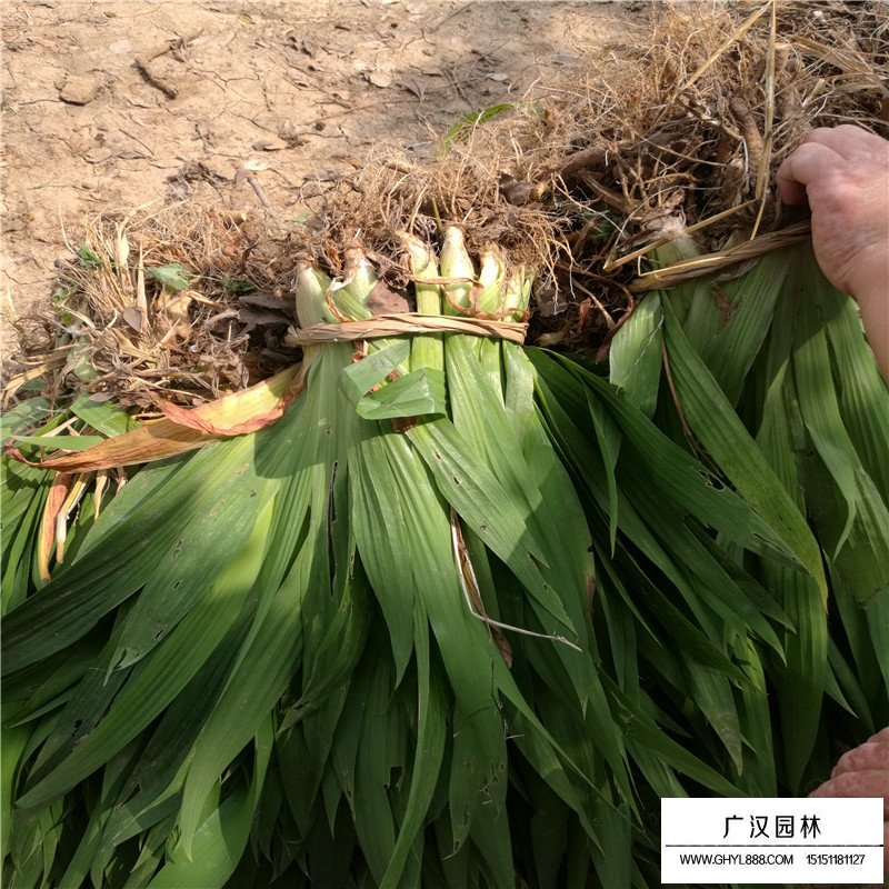 最新德國鳶尾的價格(圖4)
