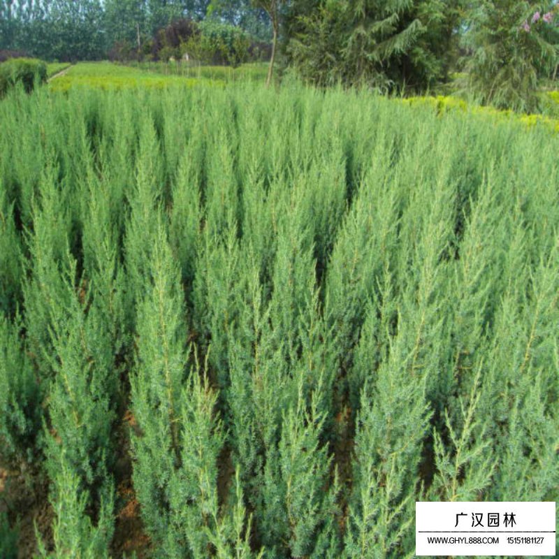 最新的刺柏松參考價格表(圖3)