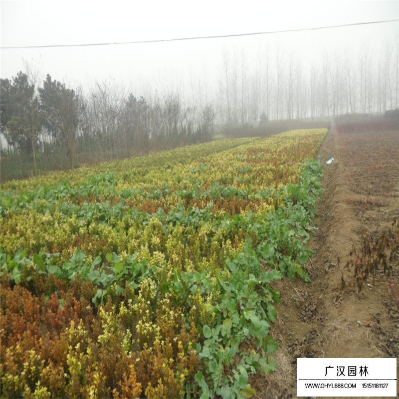 豆瓣黃楊苗的價格