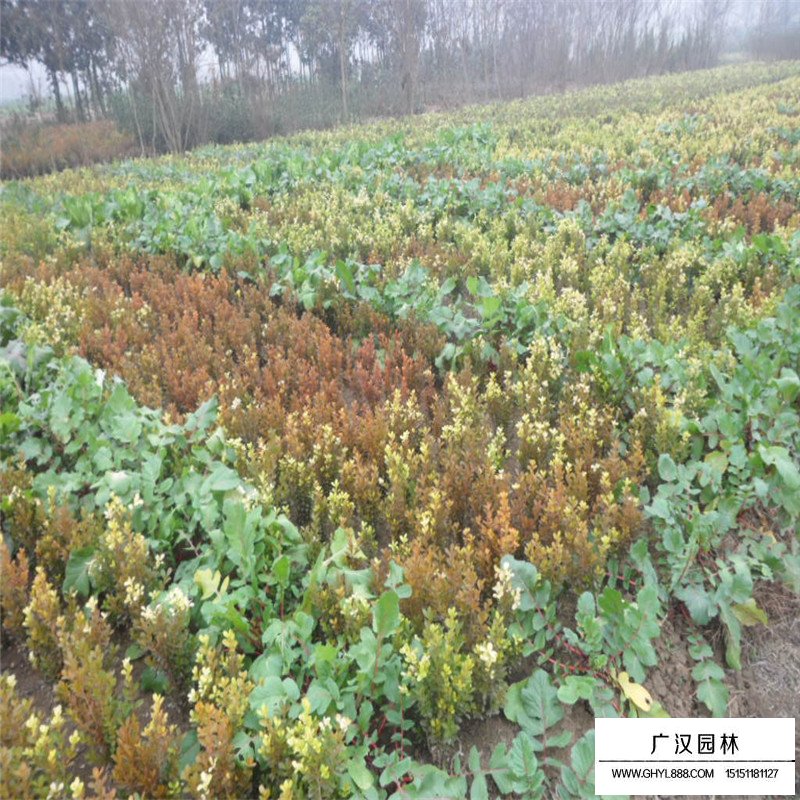 豆瓣黃楊苗的價格