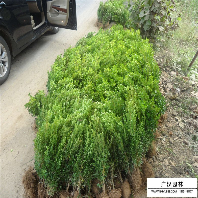 豆瓣黃楊苗的價格
