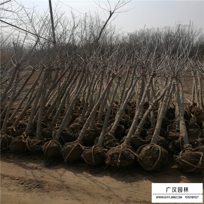 獨桿丁香價格