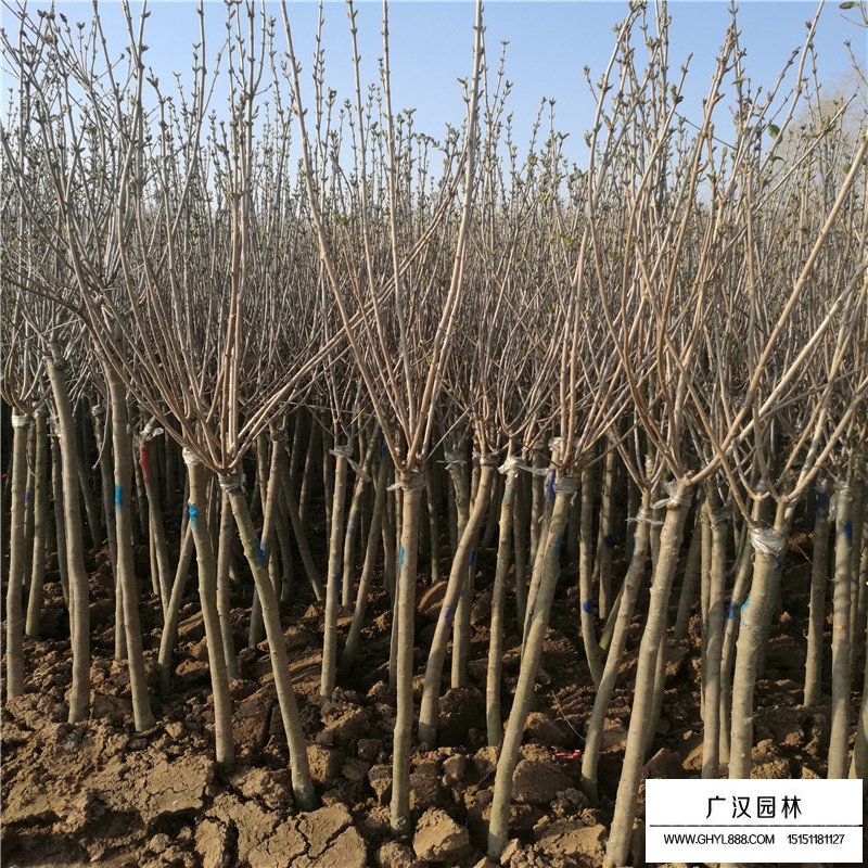獨桿丁香價格