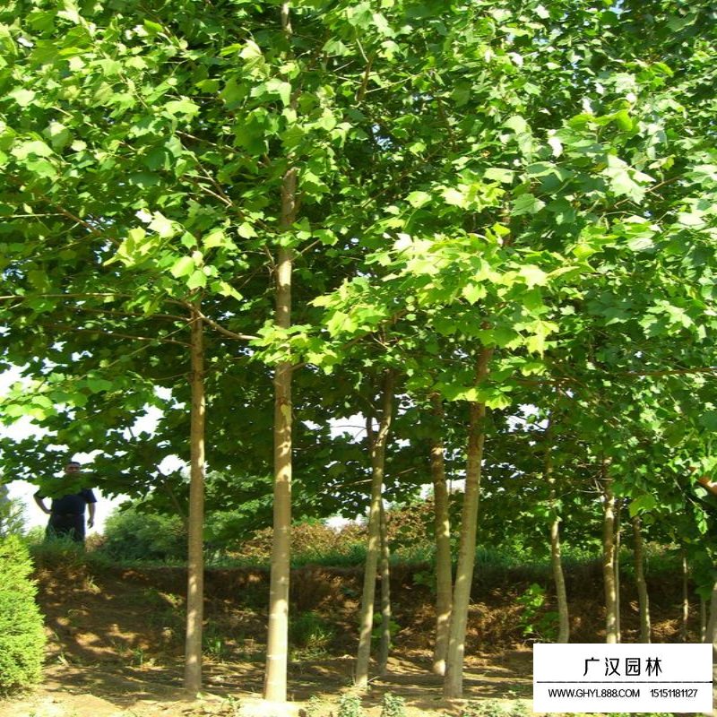 8公分法國梧桐價格是多少(圖2)