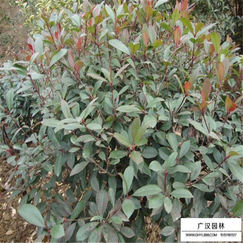 8公分高桿紅葉石楠價格(圖2)