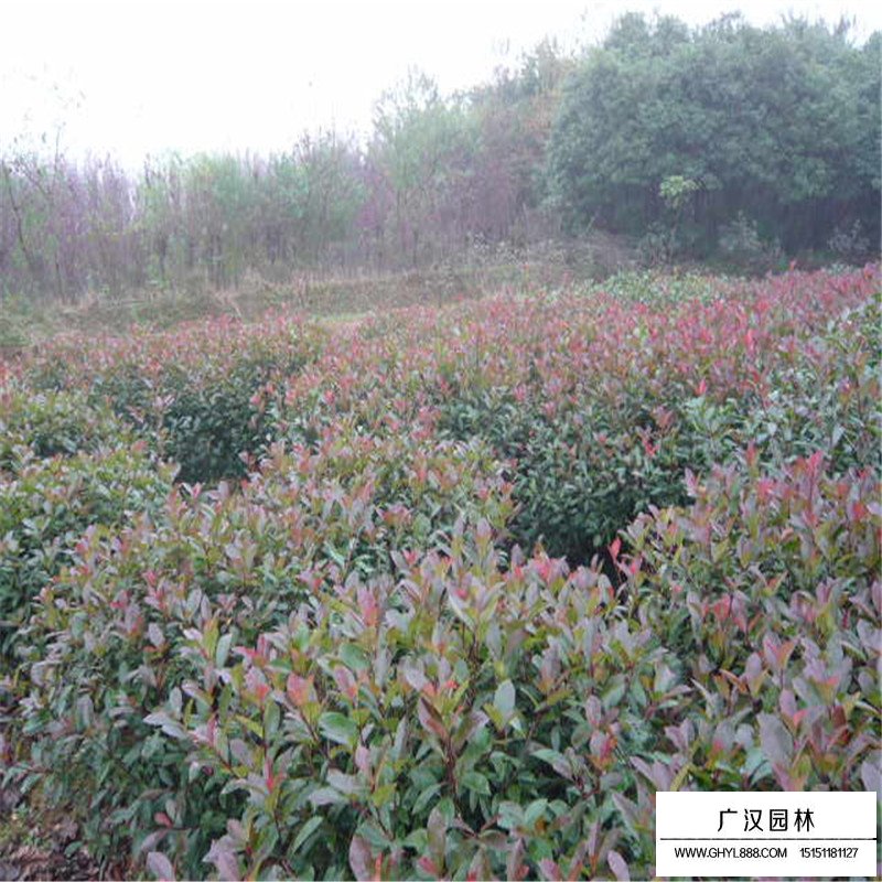 8公分高桿紅葉石楠價格(圖3)