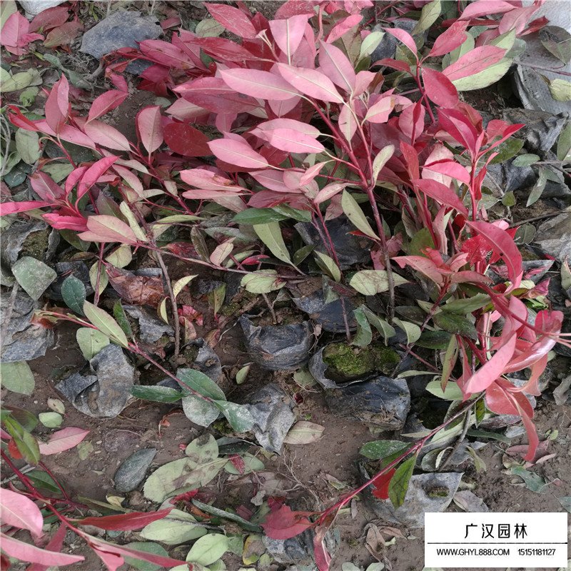 8公分高桿紅葉石楠價格(圖4)