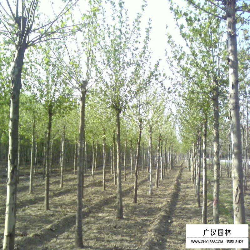 10公分的法國梧桐多少錢一棵(圖1)