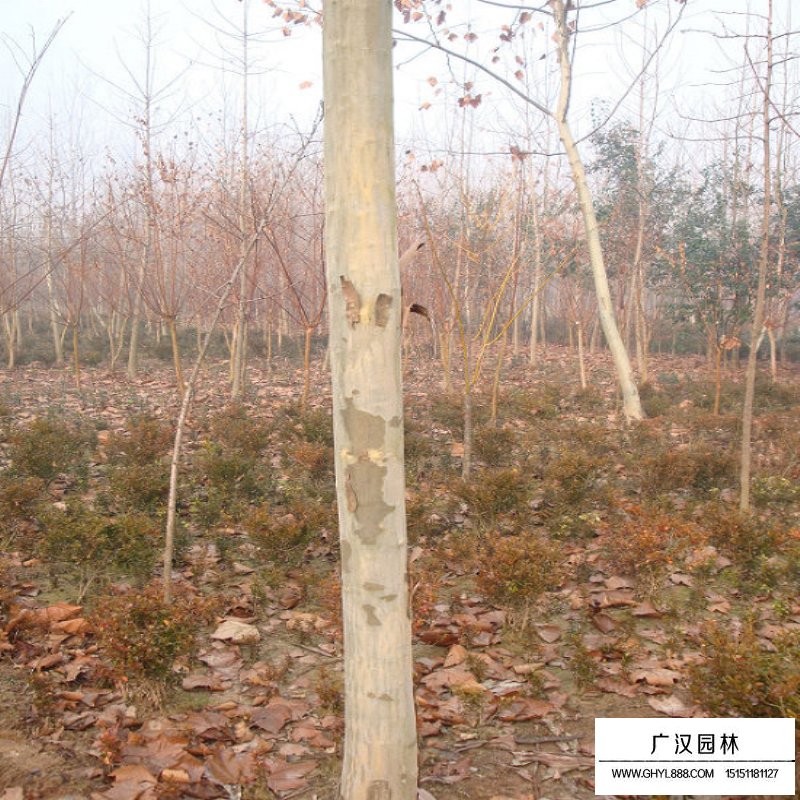10公分的法國梧桐多少錢一棵(圖3)