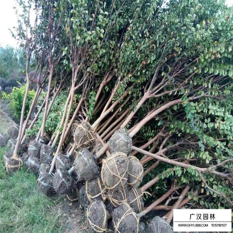 百日紅什么時候開花(圖4)