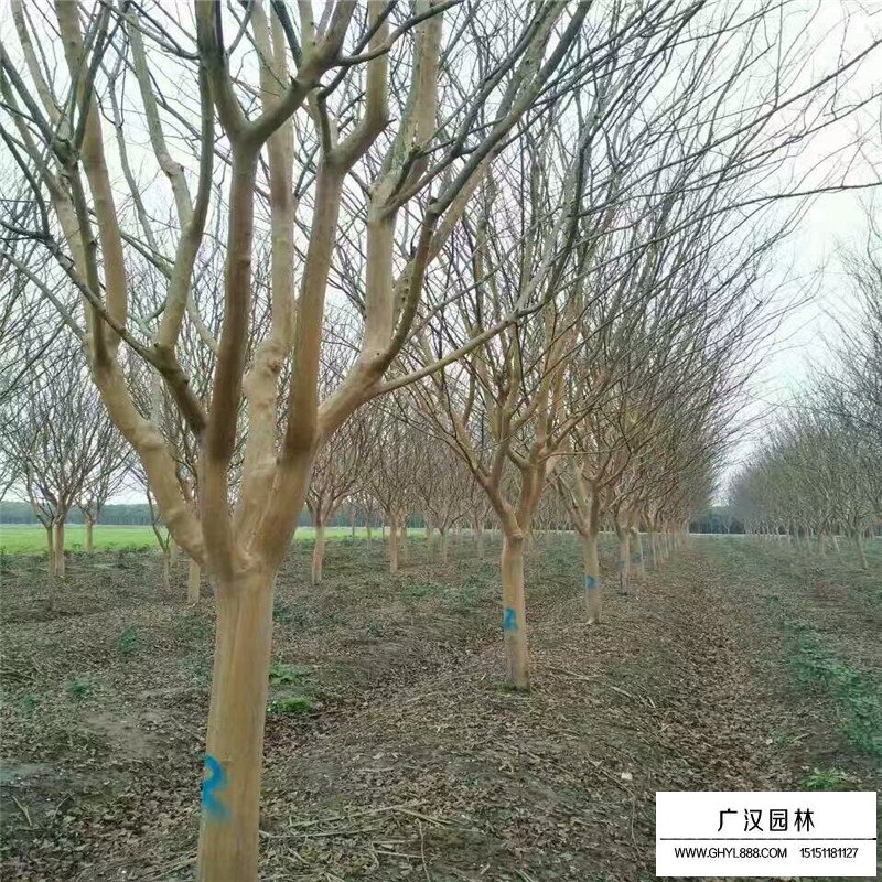 百日紅什么時候開花(圖5)