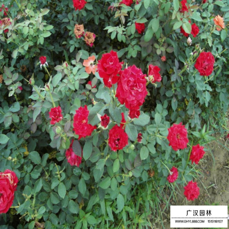 地被月季最新價格