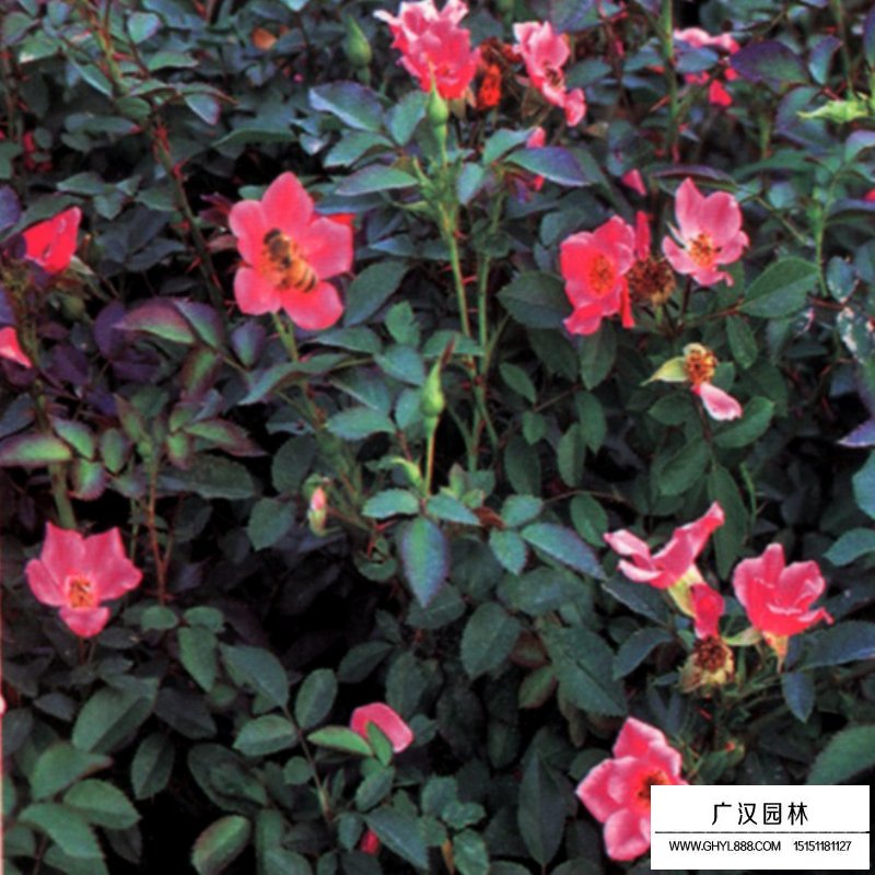 地被月季最新價格