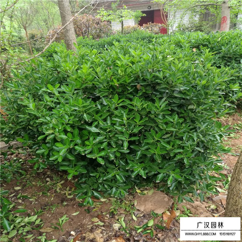 不同規格的冬青球價格